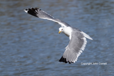 California-Gull;Flying-Bird;Larus-californicus;Photography;action;active;aloft;b